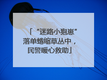 “迷路小狍崽”落单蜷缩草丛中，民警暖心救助