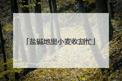 盐碱地里小麦收割忙