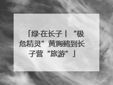 绿·在长子丨“极危精灵”黄胸鹀到长子营“旅游”
