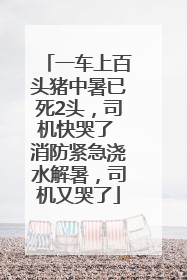 一车上百头猪中暑已死2头，司机快哭了 消防紧急浇水解暑，司机又哭了