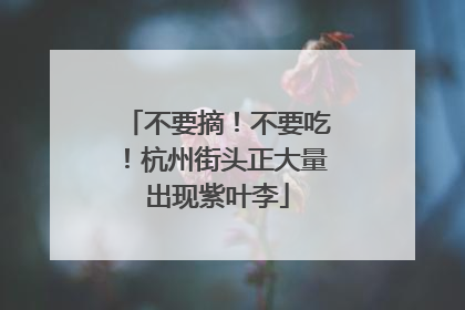 不要摘！不要吃！杭州街头正大量出现紫叶李