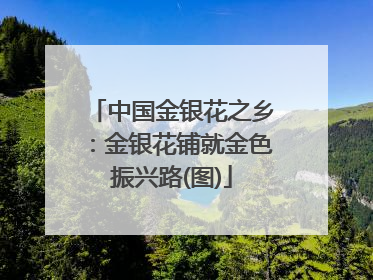 中国金银花之乡：金银花铺就金色振兴路(图)