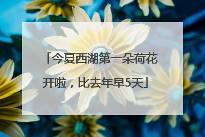 今夏西湖第一朵荷花开啦，比去年早5天