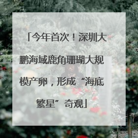 今年首次！深圳大鹏海域鹿角珊瑚大规模产卵，形成“海底繁星”奇观