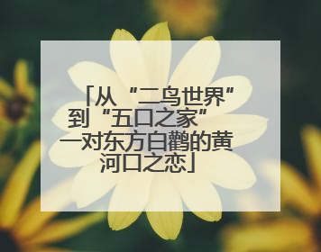 从“二鸟世界”到“五口之家” 一对东方白鹳的黄河口之恋