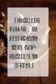 南盘江国有林场：做好珍稀植物繁育 保护南盘江生物多样性