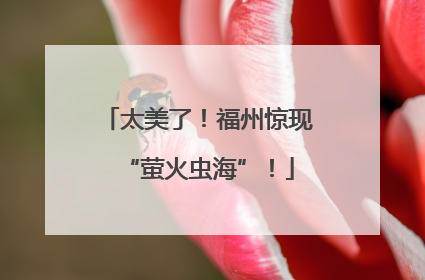 太美了！福州惊现“萤火虫海”！