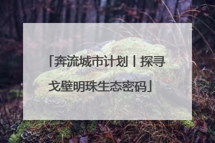 奔流城市计划丨探寻戈壁明珠生态密码