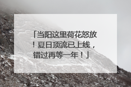 当阳这里荷花怒放！夏日顶流已上线，错过再等一年！