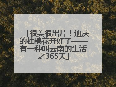 很美很出片！迪庆的杜鹃花开好了——有一种叫云南的生活之365天