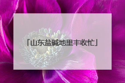 山东盐碱地里丰收忙