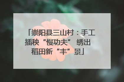 崇阳县三山村：手工插秧“慢功夫” 绣出稻田新“丰”景