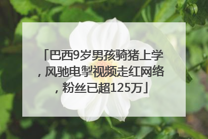 巴西9岁男孩骑猪上学，风驰电掣视频走红网络，粉丝已超125万