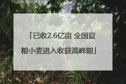 已收2.6亿亩 全国夏粮小麦进入收获高峰期