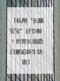 杭州“长腿宝宝”过节啦！世界长颈鹿日邂逅新生幼崽
