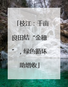 枝江：千亩良田结“金穗”，绿色循环助增收