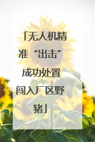 无人机精准“出击” 成功处置闯入厂区野猪