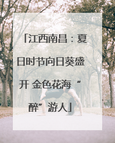 江西南昌：夏日时节向日葵盛开 金色花海“醉”游人