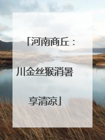 河南商丘：川金丝猴消暑享清凉