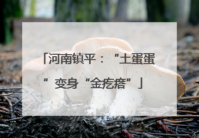 河南镇平：“土蛋蛋”变身“金疙瘩”