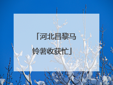河北昌黎马铃薯收获忙