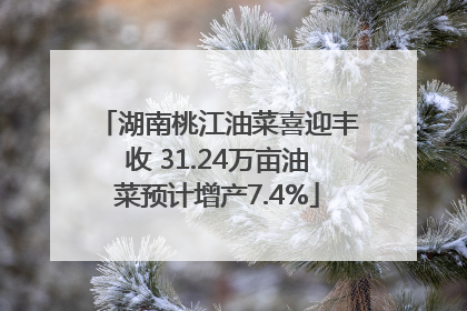 湖南桃江油菜喜迎丰收 31.24万亩油菜预计增产7.4%