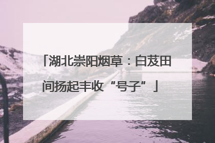 湖北崇阳烟草：白芨田间扬起丰收“号子”