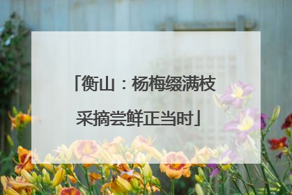 衡山：杨梅缀满枝 采摘尝鲜正当时