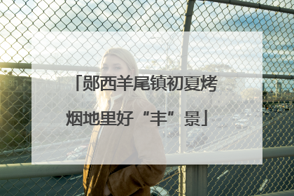 郧西羊尾镇初夏烤烟地里好“丰”景