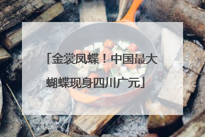 金裳凤蝶！中国最大蝴蝶现身四川广元