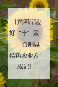 黄河岸边好“丰”景——合阳县特色农业养成记